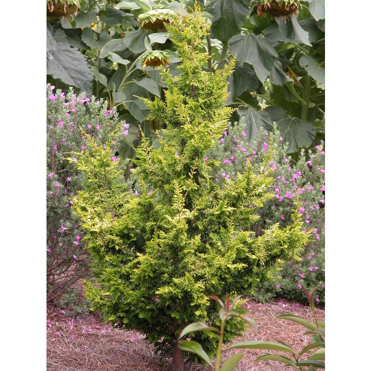 Golden Fernleaf Cypress