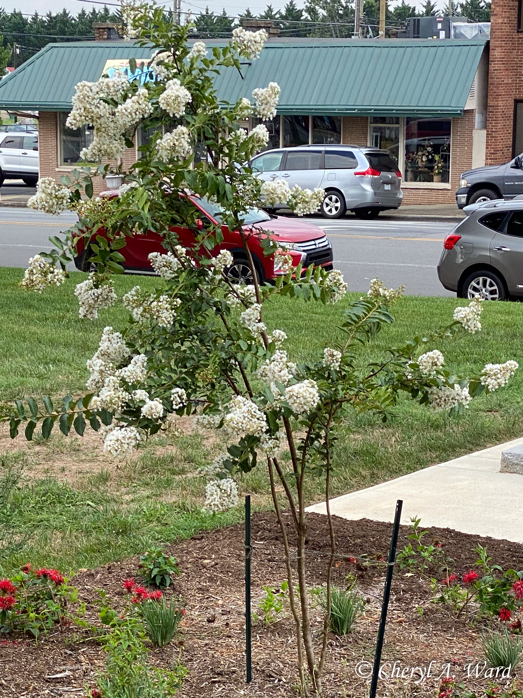 White Natchez Crepe Myrtle