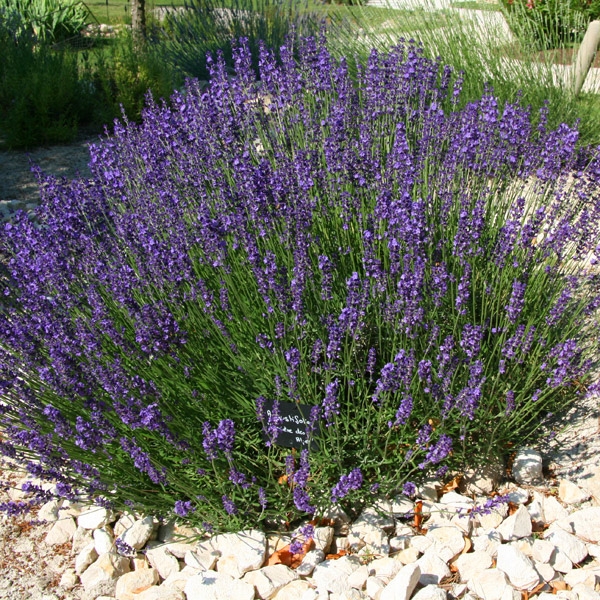 Munstead English lavender