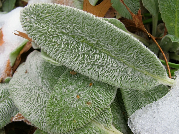 Lambs ear