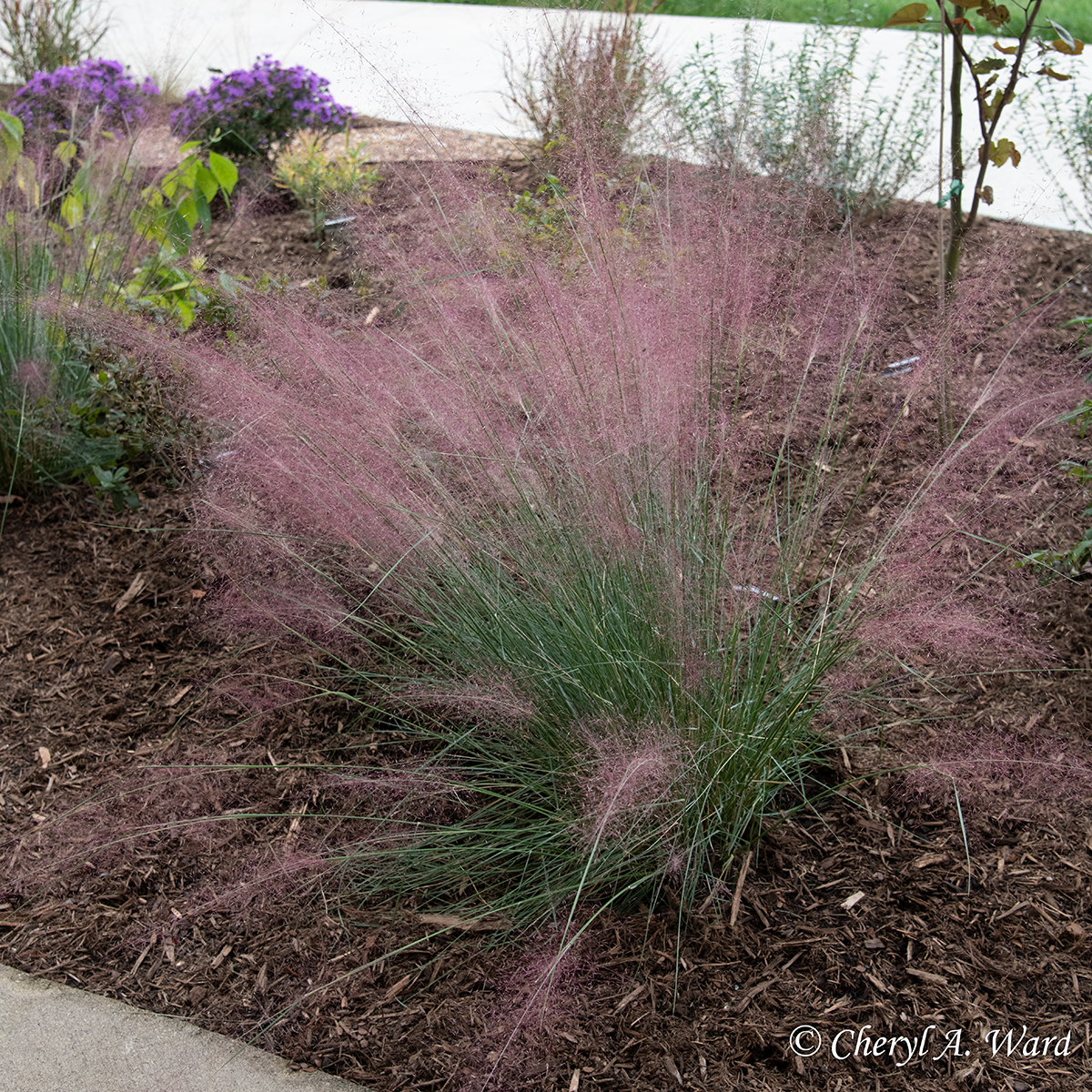 Pink Muhly Grass