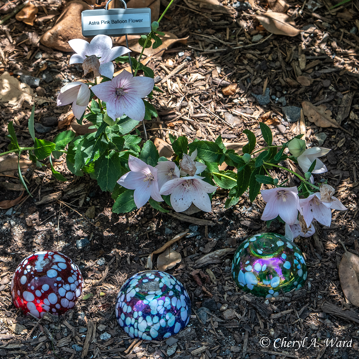 Pink Balloon Flower