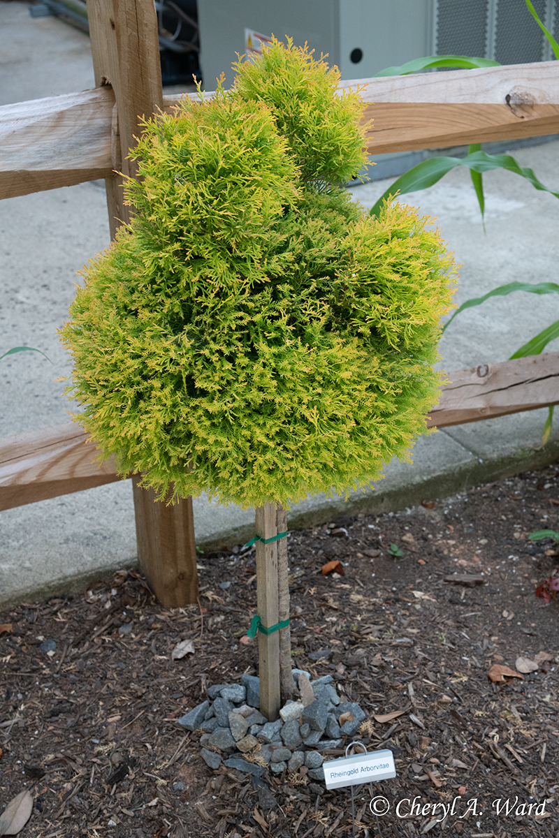 Arborvitae