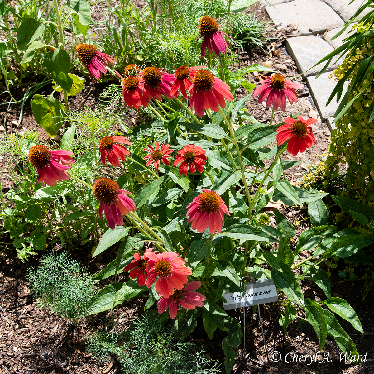 Red Ombre Coneflower