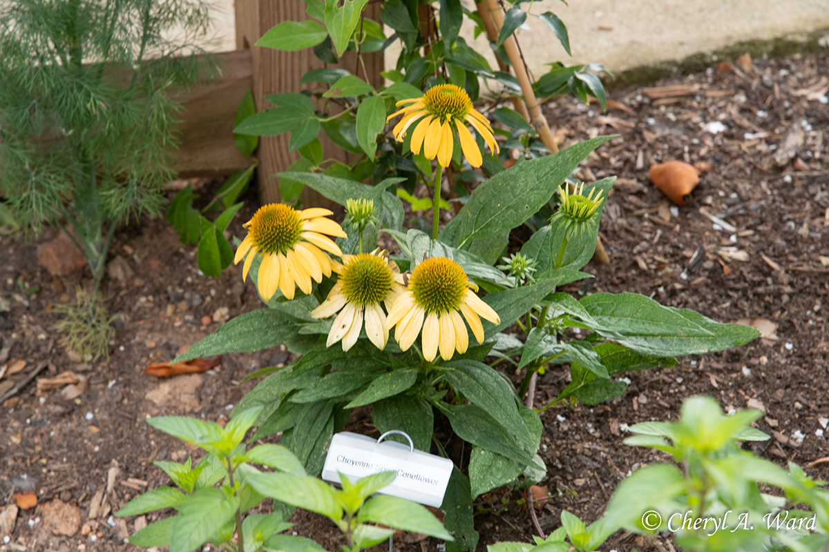 Cheyenne Spirit Coneflower